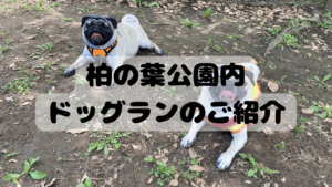 【柏市】柏のドッグラン「柏の葉公園ドッグラン」をご紹介