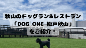 【松戸】天然芝ラン＆プールを満喫！「DOG ONE 松戸秋山」で愛犬と最高の一日を